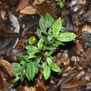 Faramea quadricostata