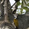金背三趾啄木鳥婆羅洲亞種
