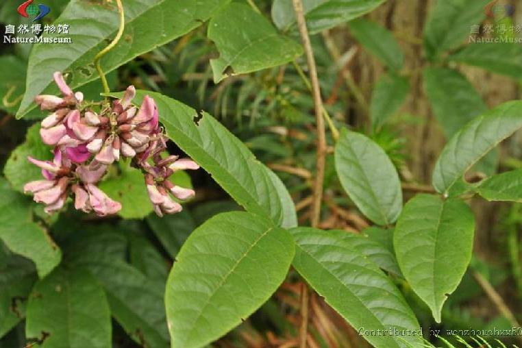 密花豆屬 密花豆屬