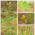 賽葵(植物) 賽葵(植物)