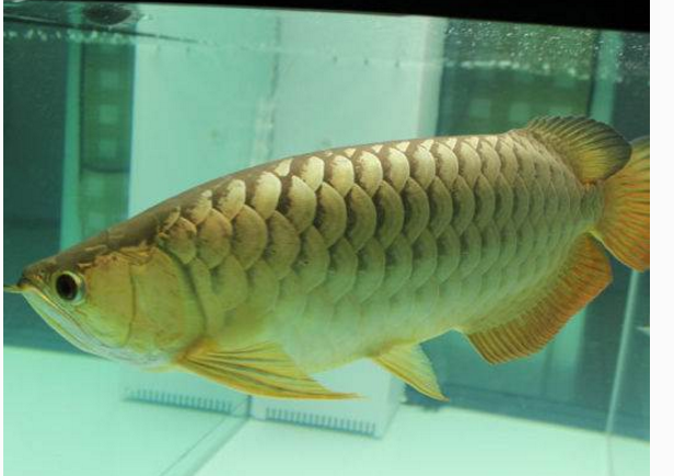 紫面龍魚 紫面龍魚
