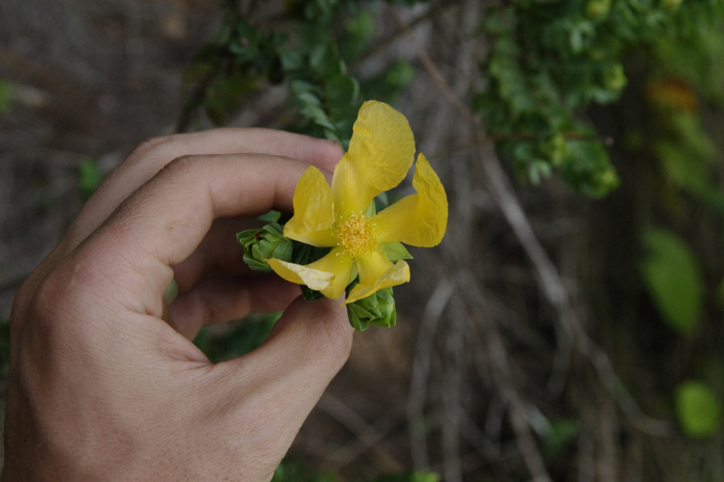 Hypericum styphelioides Hypericum styphelioides