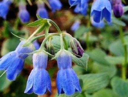 鐘穗花 鐘穗花