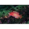 雙斑唇魚(雙斑尖唇魚) 雙斑唇魚(雙斑尖唇魚)