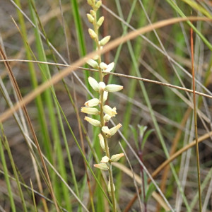 Aletris bracteata