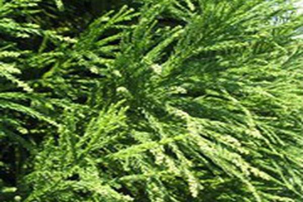 Cryptomeria japonica \x27Radicans\x27