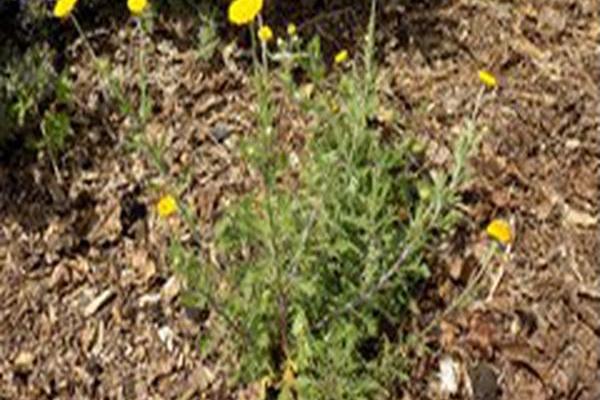 Anthemis tinctoria \x27Charme\x27 Anthemis tinctoria \x27Charme\x27