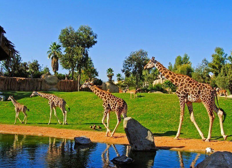 Bioparc Valencia Bioparc Valencia