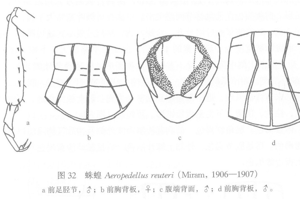 蛛蝗 蛛蝗