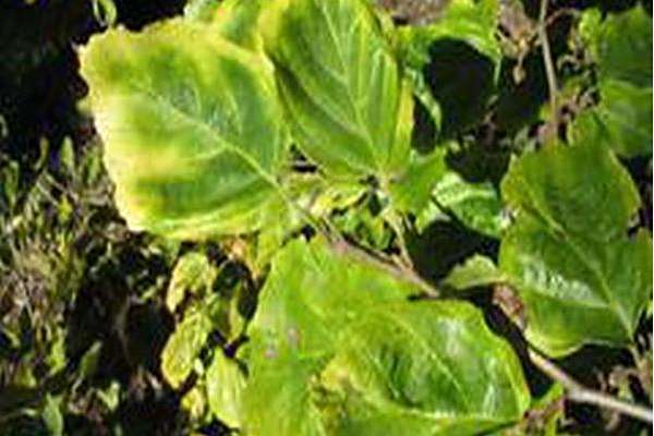 Hamamelis virginiana \x27Green Thumb\x27