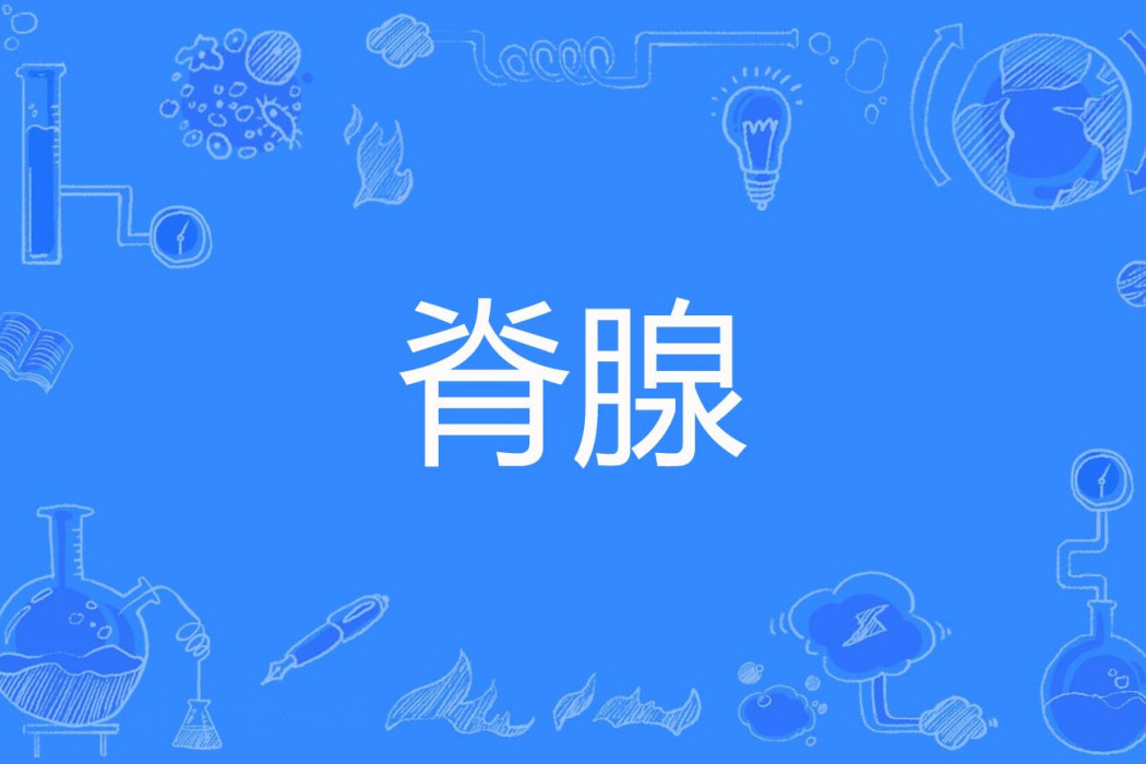 脊腺