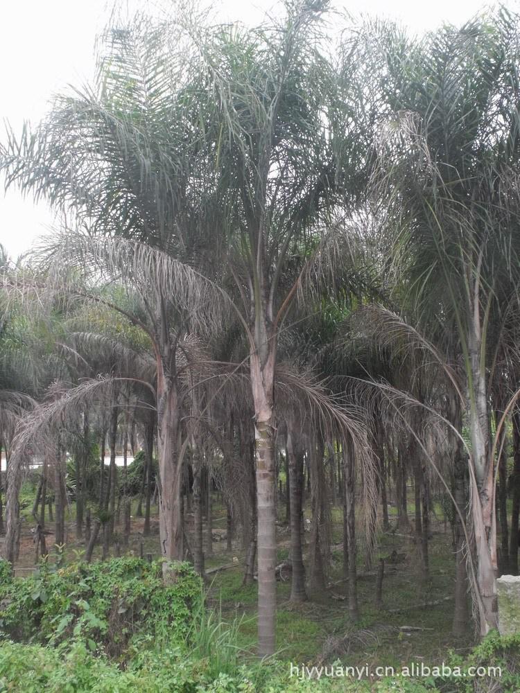 棕櫚類植物