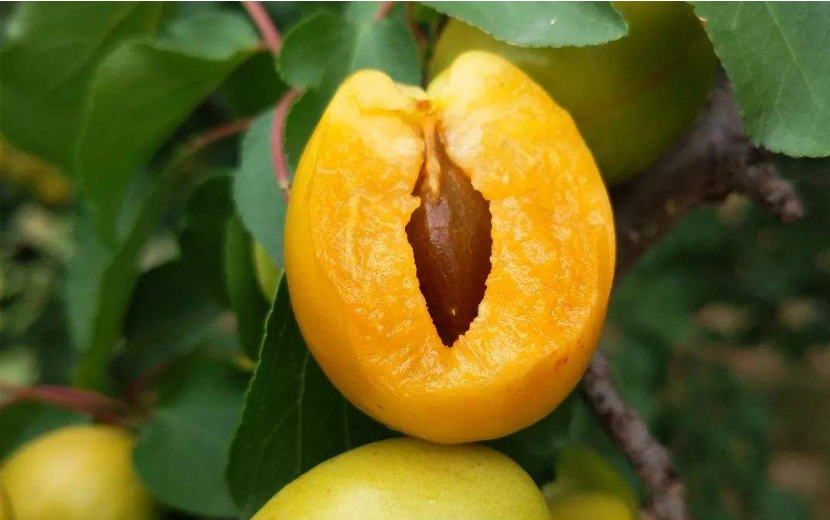 杏到底是傷人還是養人的水果？
