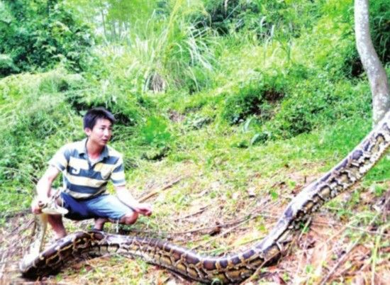 捕蛇能手 捕蛇能手