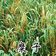 糜米 糜米