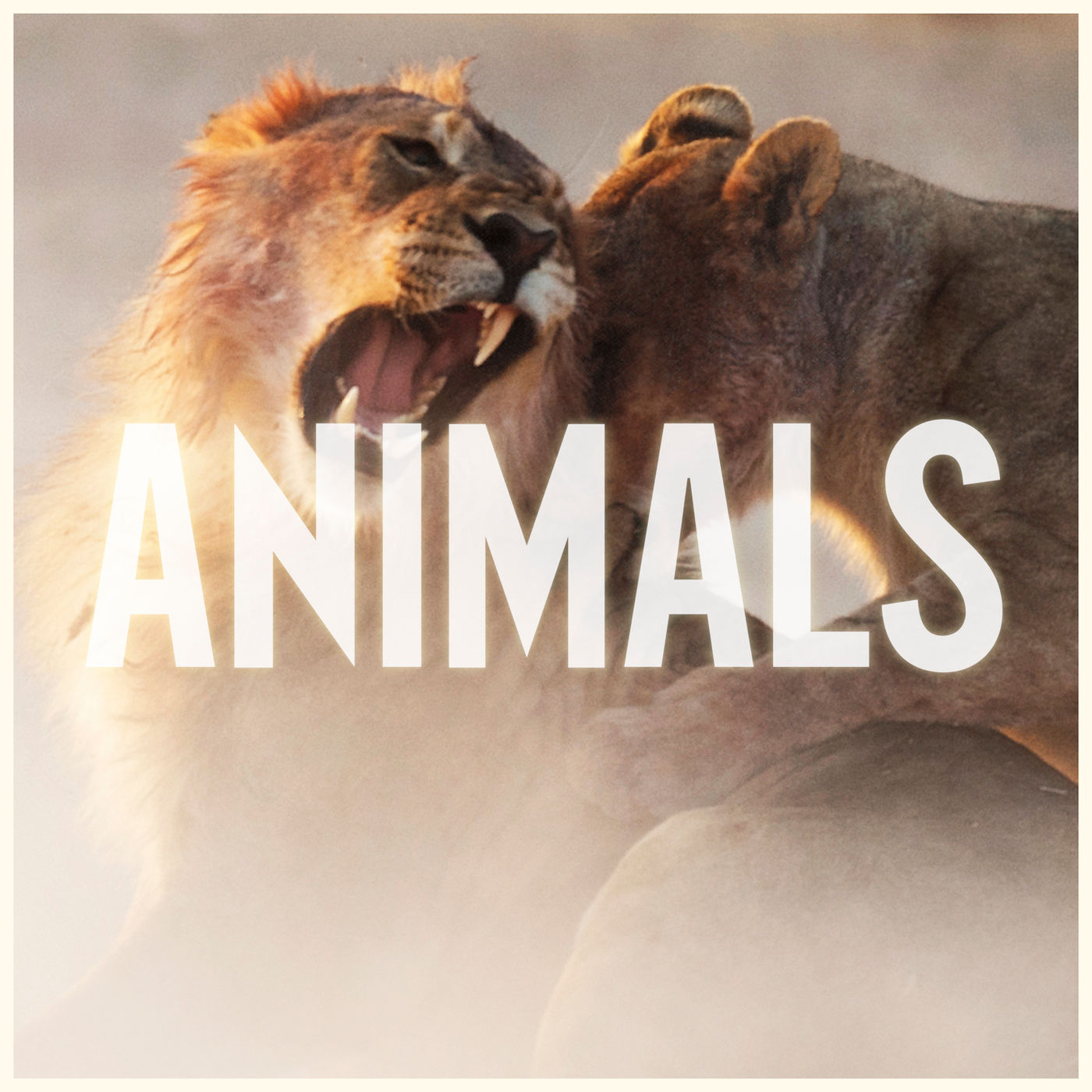 ANIMALS(Maroon 5演唱歌曲)