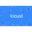 locust locust