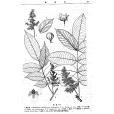 小果大葉漆 小果大葉漆