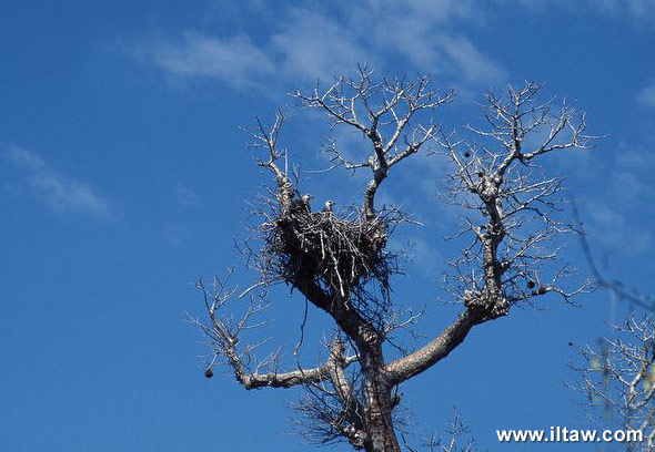 馬達加斯加海雕的巢