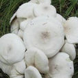 白花臉蘑菇