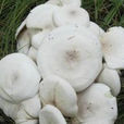 白花臉蘑菇 白花臉蘑菇