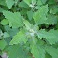 藜(一年生草本植物) 藜(一年生草本植物)