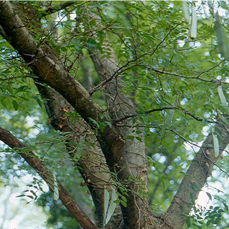皂角樹(圖4)