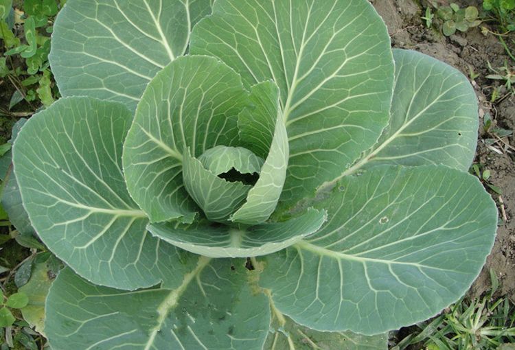 黔甘6號 黔甘6號