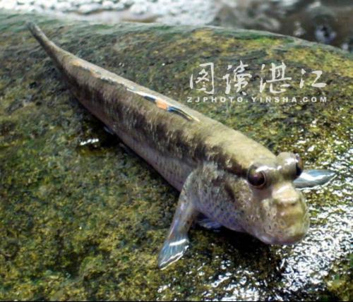 花溪鱂魚(樹魚) 花溪鱂魚(樹魚)