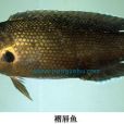 褶唇魚 褶唇魚