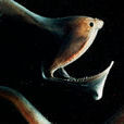吞噬鰻