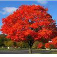 美國紅橡樹 美國紅橡樹
