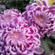 多裂紫菊 多裂紫菊