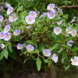 藍花茄 藍花茄