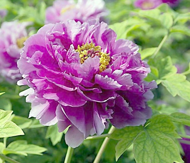 丁香紫(芍藥屬牡丹栽培品種)