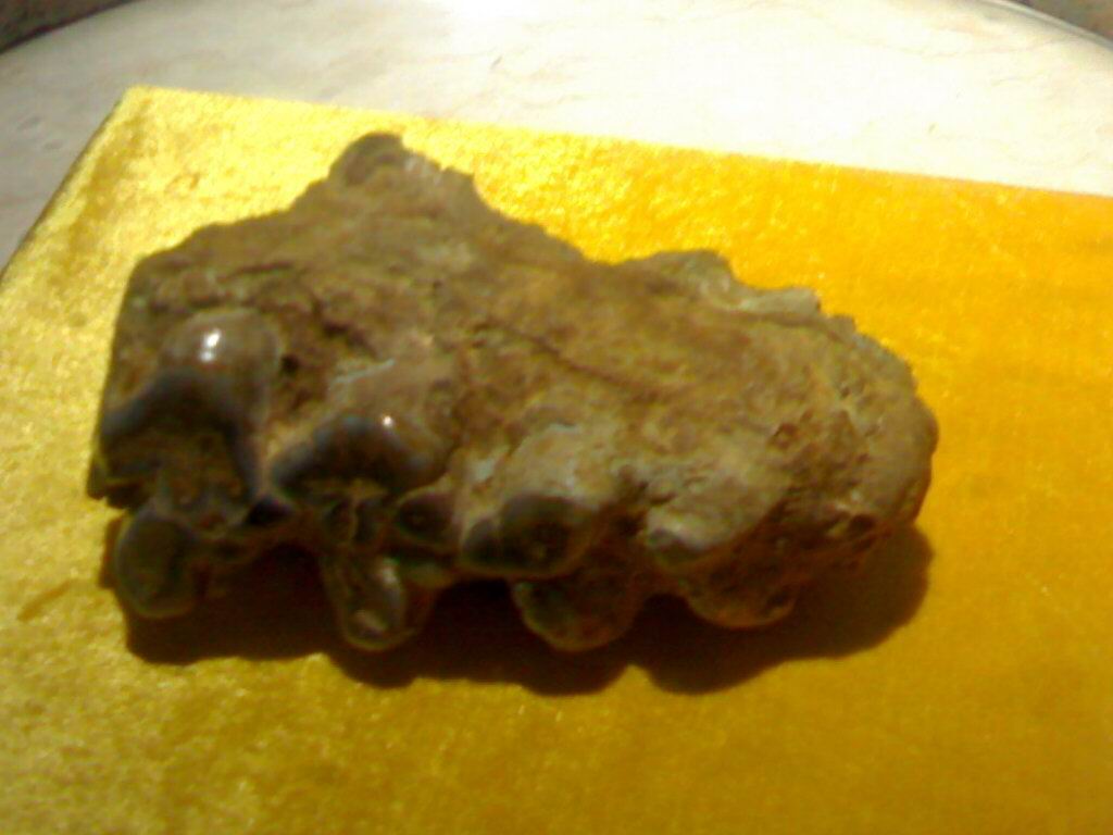 骨化石