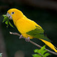 金黃錐尾鸚鵡(金鸚哥)