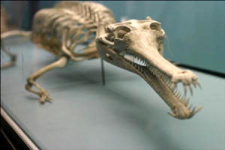 食魚鱷