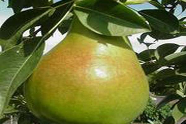 Pyrus communis \x27Moonglow\x27