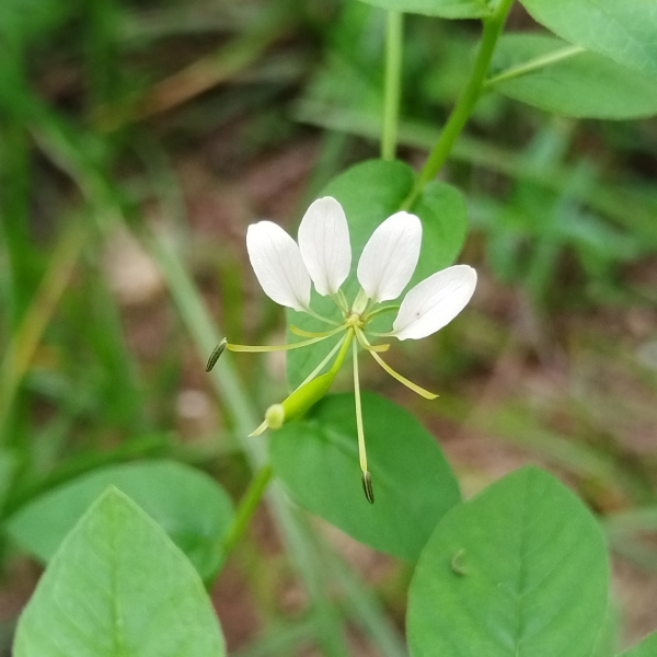 Cleome aculeata