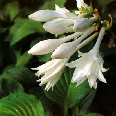 玉簪(Hosta plantaginea)