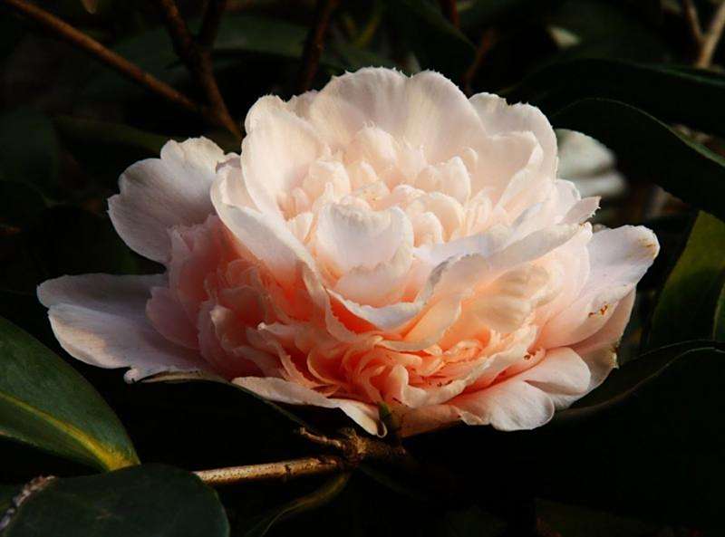 戴維斯夫人(紅山茶雜交品種,由D.W. Davis選育) 戴維斯夫人(紅山茶雜交品種,由D.W. Davis選育)