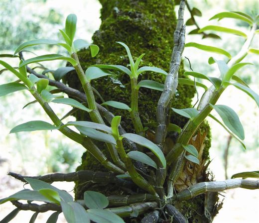 白石山1號 白石山1號