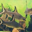 袋唇魚 袋唇魚