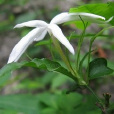 桂葉素馨(中藥) 桂葉素馨(中藥)