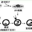 克隆鼠 克隆鼠