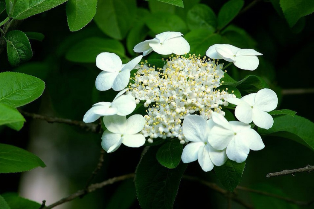 八蕊花 八蕊花