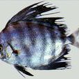 月魚科 月魚科