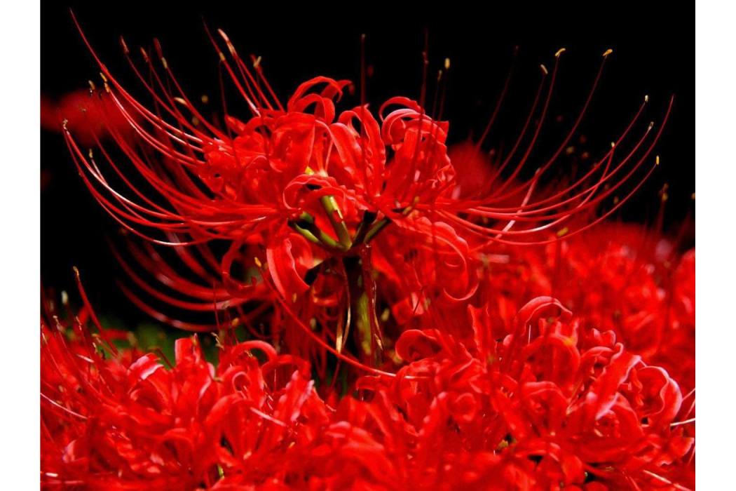 妖神花 妖神花