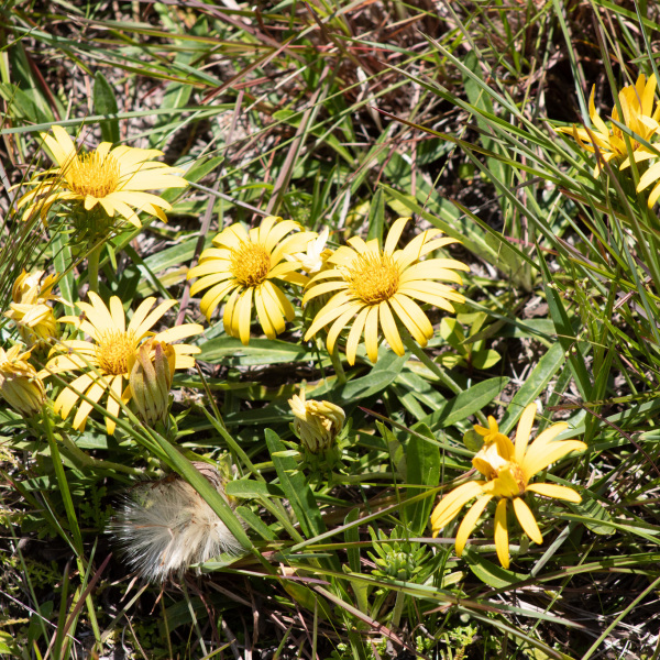Trichocline catharinensis